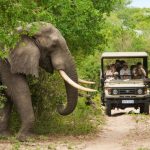 Safari africa south kruger park holidays holiday elephant luxury national game drive